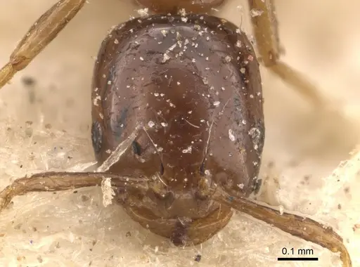 Monomorium paternum specimen CASENT0908710 image casent0908710_2