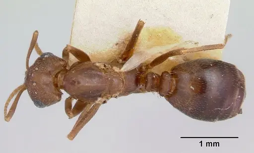 Monomorium pergandei specimen CASENT0103382 image casent0103382_1