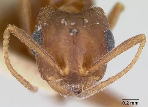 Monomorium pergandei specimen CASENT0103382 image casent0103382_2