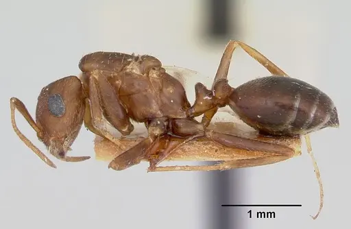 Monomorium pergandei specimen CASENT0103382 image casent0103382_3
