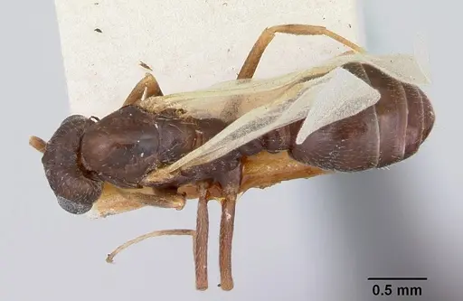 Monomorium pergandei specimen CASENT0103534 image casent0103534_1