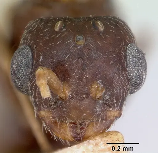 Monomorium pergandei specimen CASENT0103534 image casent0103534_2