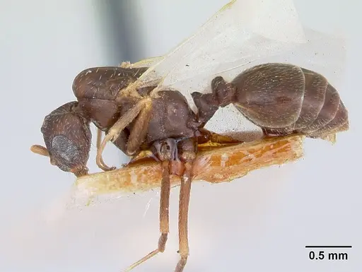 Monomorium pergandei specimen CASENT0103534 image casent0103534_3