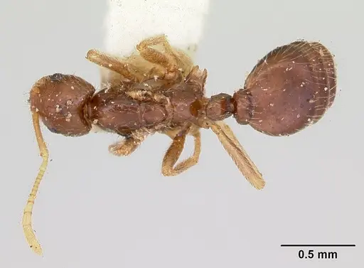 Monomorium pergandei specimen CASENT0105691 image casent0105691_1