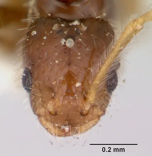 Monomorium pergandei specimen CASENT0105691 image casent0105691_2