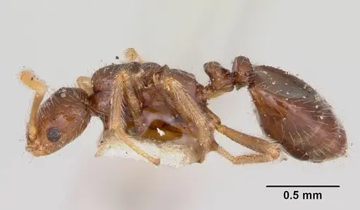 Monomorium pergandei specimen CASENT0105691 image casent0105691_3