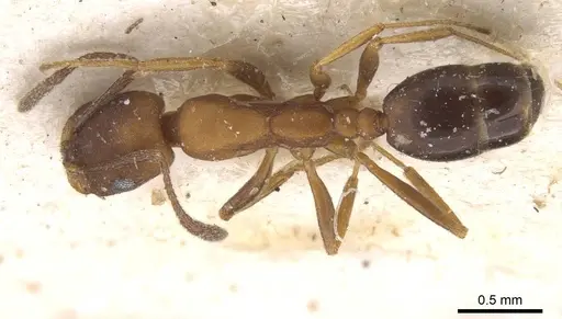 Monomorium personatum specimen CASENT0913829 image casent0913829_1