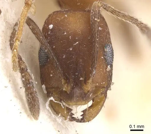 Monomorium personatum specimen CASENT0913829 image casent0913829_2