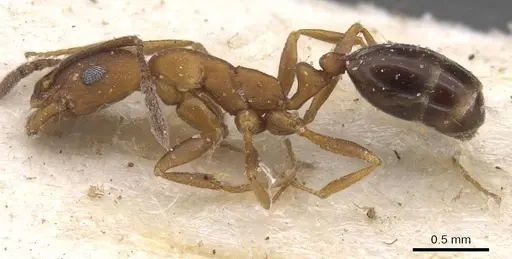 Monomorium personatum specimen CASENT0913829 image casent0913829_3
