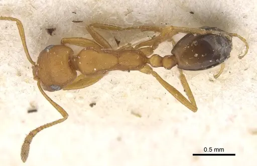 Monomorium personatum specimen CASENT0913830 image casent0913830_1