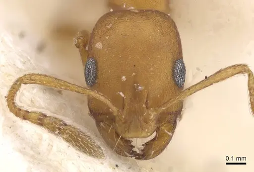 Monomorium personatum specimen CASENT0913830 image casent0913830_2