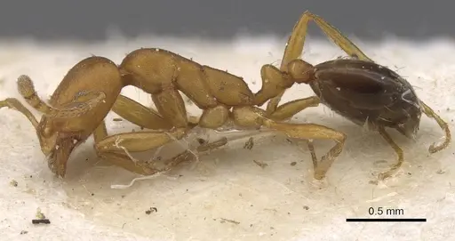 Monomorium personatum specimen CASENT0913830 image casent0913830_3