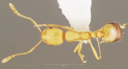Monomorium pharaonis specimen CASENT0005782 image casent0005782_1