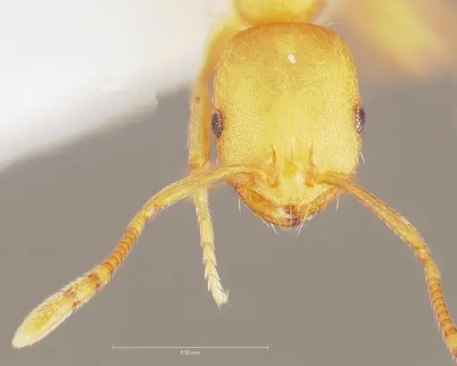 Monomorium pharaonis specimen CASENT0005782 image casent0005782_2