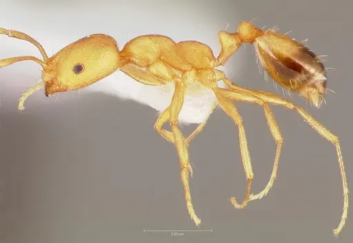 Monomorium pharaonis specimen CASENT0005782 image casent0005782_3