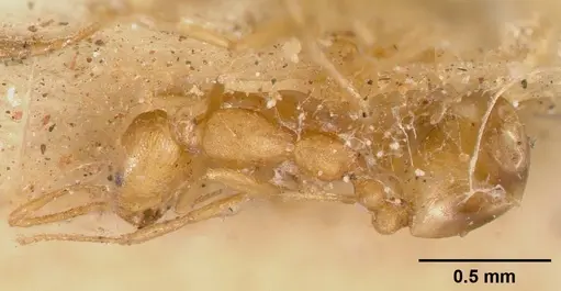 Monomorium pharaonis specimen CASENT0008625 image casent0008625_1