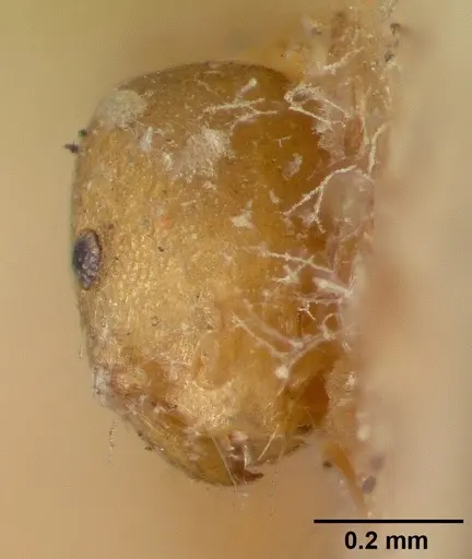 Monomorium pharaonis specimen CASENT0008625 image casent0008625_2