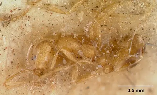 Monomorium pharaonis specimen CASENT0008625 image casent0008625_3