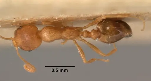 Monomorium pharaonis specimen CASENT0101472 image casent0101472_1