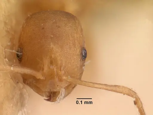 Monomorium pharaonis specimen CASENT0101472 image casent0101472_2