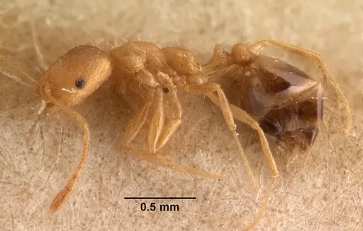 Monomorium pharaonis specimen CASENT0101472 image casent0101472_3