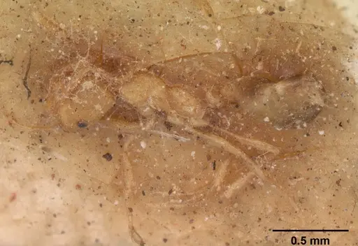 Monomorium pharaonis specimen CASENT0102330 image casent0102330_1