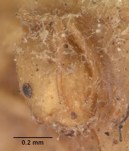 Monomorium pharaonis specimen CASENT0102330 image casent0102330_2
