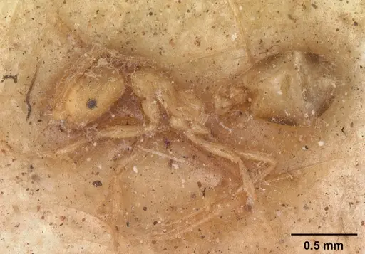 Monomorium pharaonis specimen CASENT0102330 image casent0102330_3