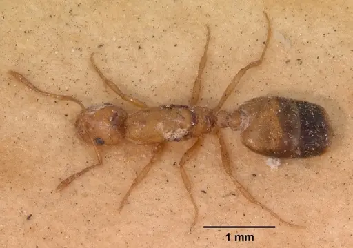 Monomorium pharaonis specimen CASENT0102682 image casent0102682_1