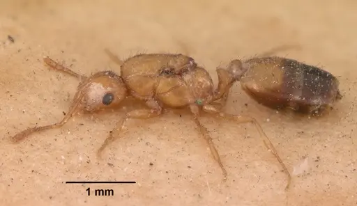 Monomorium pharaonis specimen CASENT0102682 image casent0102682_3