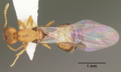 Monomorium pharaonis specimen CASENT0104094 image casent0104094_1
