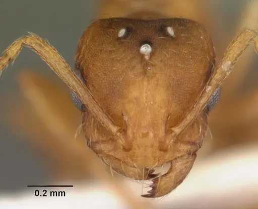 Monomorium pharaonis specimen CASENT0104094 image casent0104094_2