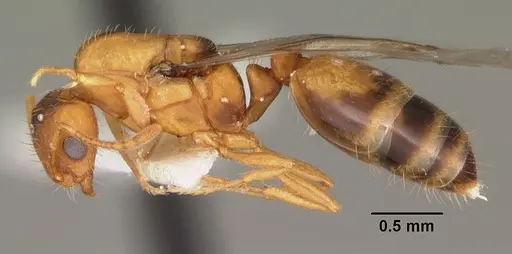 Monomorium pharaonis specimen CASENT0104094 image casent0104094_3
