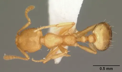 Monomorium pharaonis specimen CASENT0104095 image casent0104095_1