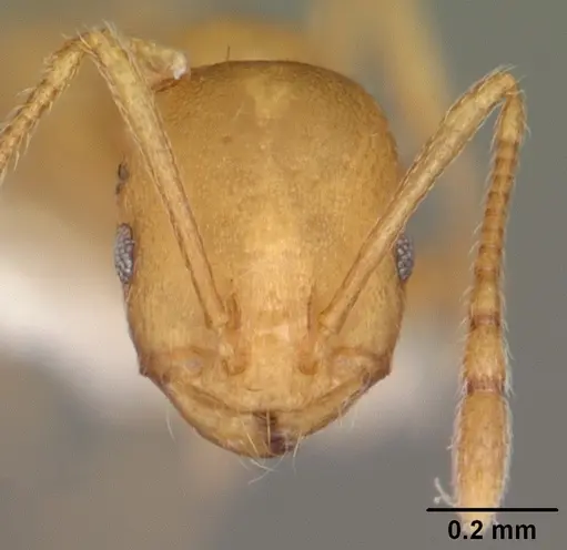 Monomorium pharaonis specimen CASENT0104095 image casent0104095_2