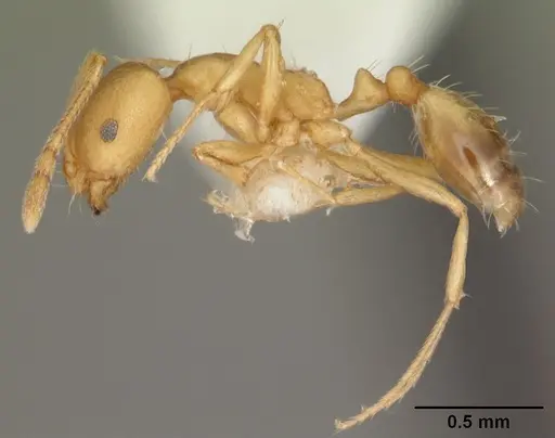 Monomorium pharaonis specimen CASENT0104095 image casent0104095_3