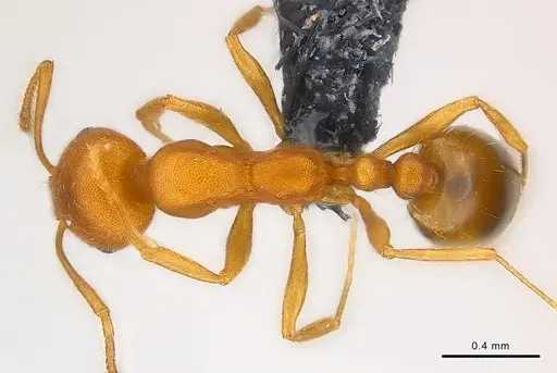 Monomorium pharaonis specimen CASENT0137619 image casent0137619_1
