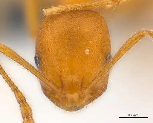 Monomorium pharaonis specimen CASENT0137619 image casent0137619_2
