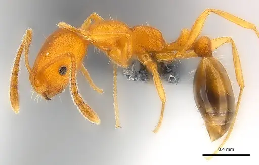 Monomorium pharaonis specimen CASENT0137619 image casent0137619_3