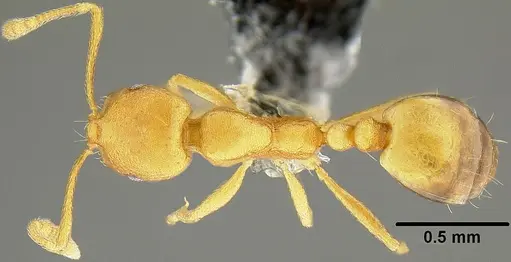 Monomorium pharaonis specimen CASENT0171086 image casent0171086_1