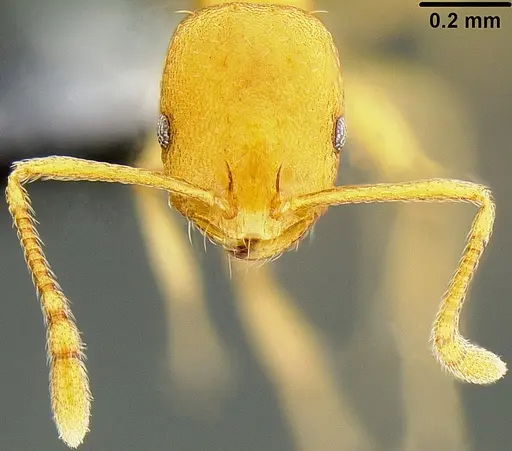 Monomorium pharaonis specimen CASENT0171086 image casent0171086_2