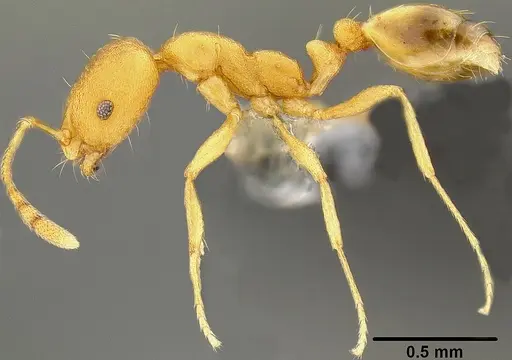 Monomorium pharaonis specimen CASENT0171086 image casent0171086_3