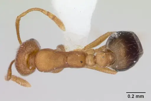 Monomorium pharaonis specimen CASENT0173275 image casent0173275_1