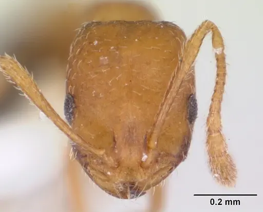 Monomorium pharaonis specimen CASENT0173275 image casent0173275_2