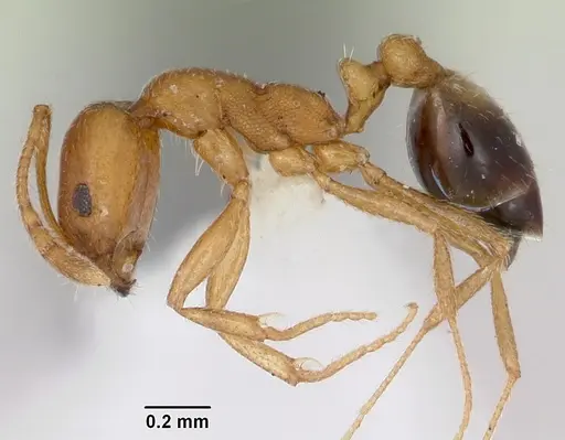 Monomorium pharaonis specimen CASENT0173275 image casent0173275_3