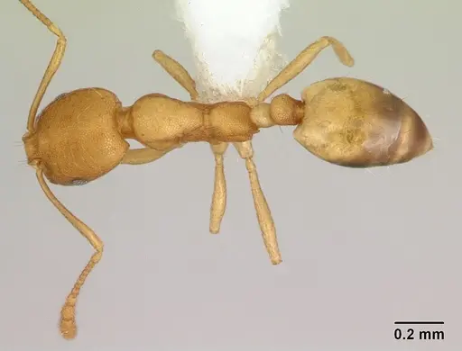 Monomorium pharaonis specimen CASENT0173986 image casent0173986_1