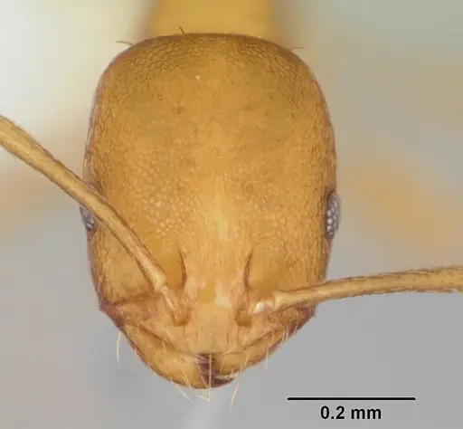 Monomorium pharaonis specimen CASENT0173986 image casent0173986_2