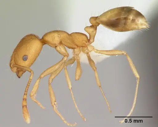 Monomorium pharaonis specimen CASENT0173986 image casent0173986_3