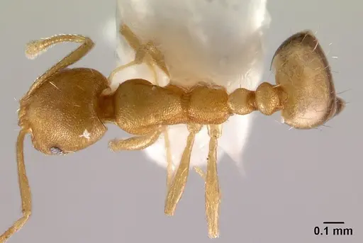 Monomorium pharaonis specimen CASENT0178381 image casent0178381_1