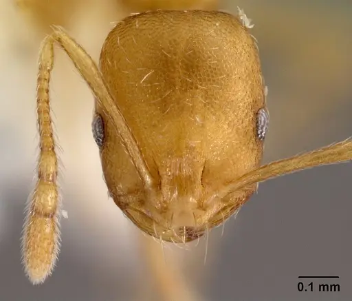 Monomorium pharaonis specimen CASENT0178381 image casent0178381_2